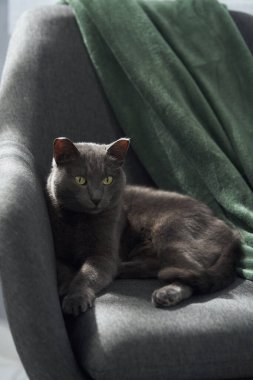 Gri bir kedi, yarı yarıya yeşil bir battaniyeyle kaplı bir koltuğa oturur. Rahat duruş ve yumuşak dokular rahat bir atmosferi vurgular..