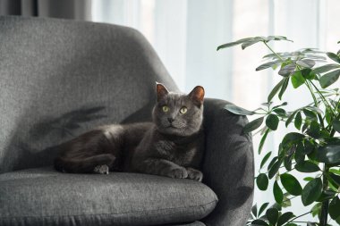 Gri bir kedi, uzun yeşil bir bitkinin yanındaki koltukta sakince oturur. Doğal elementler ve yumuşak kumaşın birleşimi huzurlu bir ruh hali yaratır..