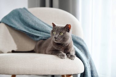 Mavi bir battaniyeyle kaplı bir sandalyede uzanırken gri bir kedi hafifçe esner. Sabah ışığı evin içini rahatlatıyor..