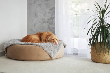 Bir Nova Scotia Duck Tolling Retriever bej yuvarlak bir yatakta gri bir battaniyeyle huzur içinde uzanıyor..