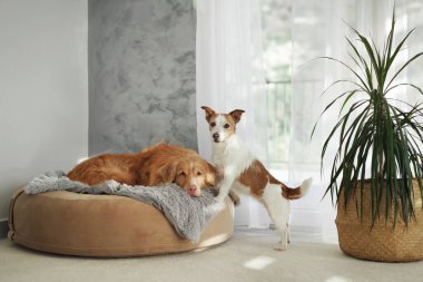 Bir Nova Scotia Duck Tolling Retriever yuvarlak bir köpek yatağında dinlenirken küçük bir Jack Russell Terrier tetikte bekliyor..