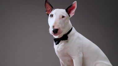 Bir Boğa Teriyeri resmi siyah bir kıyafet giyer ve gri arka planda poz verirken bir puro tutar. Dramatik ve incelikli kurgu köpeğin cesur ve profesyonel tavrını vurguluyor..