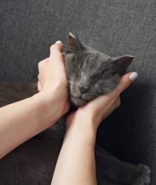 Gri bir kedi, gözleri konfor içinde kapalı bir insan elinin üzerinde dinlenir. Koyu tonlar evcil hayvanın rahatlamış ifadesini vurgular..