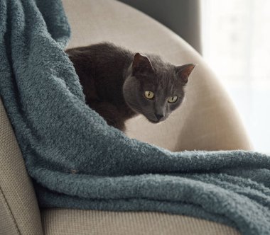 Gri bir kedi modern bir sandalyede yumuşak mavi bir battaniyenin üzerinden dikizliyor. Samimi sahne, doğal yumuşak ışıkla aydınlatılır..