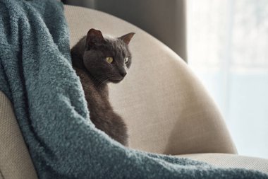 Gri bir kedi mavi bir battaniyeyle sarılı bir sandalyeye sıkışmış olarak oturur. Doğal ışık görüntüye sıcaklık ve rahatlık katar..