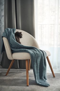 Gri bir kedi modern bej bir sandalyede kıvrılmış, mavi bir atışıyla uyur. Yumuşak gün ışığı pencereden süzülerek sakin bir ev ortamı yaratır..