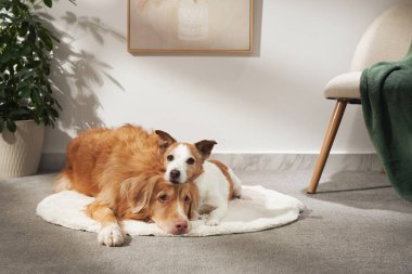 Bir Jack Russell Terrier başını nazikçe gevşek bir av köpeğinin arkasına yaslar. İkisi de beyaz dairesel bir halının üzerinde yatar..