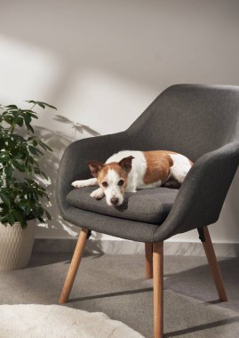 Bir Jack Russell Terrier, saksı bitkisinin yanındaki hafif ışık altında gri bir sandalyeye uzanmış bacakları açık bir şekilde uzanır..