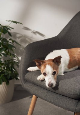 Bir Jack Russell Terrier, başı aşağıda, koyu gri bir sandalyede, kapalı bir yaprak bitkisinin yanında dinleniyor..