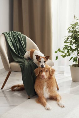 Bir Nova Scotia Duck Tolling Retriever ve Jack Russell Terrier sıcak, yumuşak ışıklı bir odada yeşil bir sandalyeyi paylaşıyor..