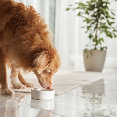 Bir Nova Scotia Duck Tolling Retriever doğal gün ışığında fayanslı yüzeyde küçük beyaz bir kase koklamak için başını eğiyor..