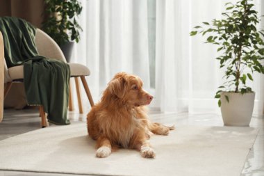 Bir Nova Scotia Duck Tolling Retriever, üzerinde yeşil bir battaniye olan bir sandalyenin yanında uzanıyor..