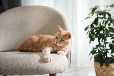 Kızıl bir kedi saksı bitkisinin yanındaki açık renkli bir sandalyeye sakince uzanır. Vücut dili rahatlamayı yansıtır..