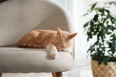 Kızıl bir kedi, bir bitkinin yanındaki yumuşak, modern bir sandalyede uyuyor. Atmosfer sakin ve dinlendirici..