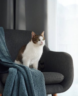 Üç renkli bir kedi yumuşak perdelerin yanındaki karanlık bir sandalyede sessizce oturur. Üzerine mavi bir battaniye örtmüşler..