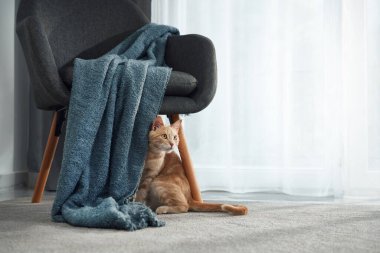 Küçük bir turuncu kedi yavrusu sandalyenin altına uzanıyor. Yukarıdan mavi bir battaniye sarar ve arkasından yumuşak bir ışık girer..