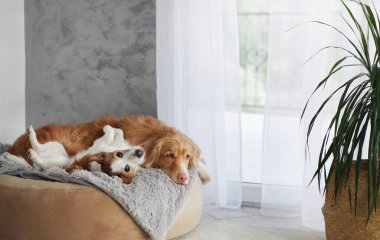 Teriyer ve av köpeği sıcak bir evde birlikte uzanır ve gün ışığını emerler..