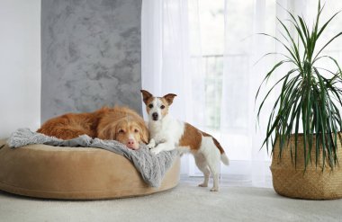 Bir köpek pencerenin yanındaki köpek yatağında dinlenirken diğeri de saksıda duruyor..