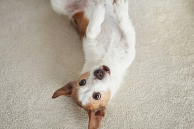 Bir Jack Russell Terrier beyaz bir halıya baş aşağı uzanmış, odanın rahatlığının tadını çıkarıyor..