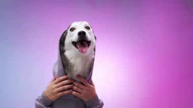 Mor kapüşonlu bir kurt canlı pembe ve mavi bir renge sıcak bir şekilde gülümsüyor. Görüntü, neşeli ve büyüleyici kişiliğini vurguluyor..