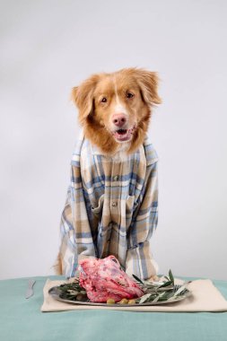 Ekose gömlek giyen bir Nova Scotia Duck Tolling Retriever, bir tabak çiğ et ve sebzeyle yemek masasında dikkatle oturur.. 