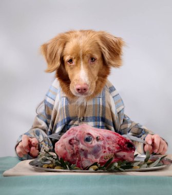 Ekose gömlekli bir Nova Scotia Duck Tolling Retriever bir gurme et tabağının arkasındaki masada oturuyor. Zarif bir ev yemeği düzeni köpeklerin özenli ve sakin ifadesini vurgular..