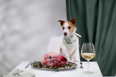 Bir Jack Russell Terrier, yanında bir bardak beyaz şarapla yeşillerle süslenmiş çiğ et tabağının arkasında oturuyor.. 