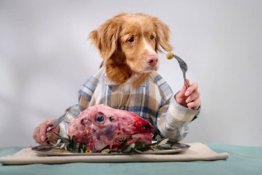 Ekose gömlekli bir Nova Scotia Duck Tolling Retriever elinde çatalla bir masada sebzelerle süslenmiş çiğ et ile oturuyor. Sahne, şık bir ev yemeği düzenini birleştiriyor. 