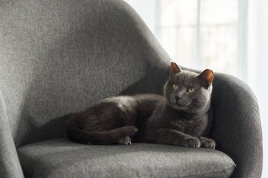 Gri bir kedi pencerenin yanındaki açık renkli koltukta gözleri kapalı dinlenir. Sıcak bir ışık odanın üzerinde huzurlu bir ortam yaratıyor..