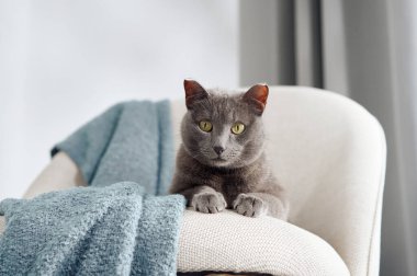 Parlak gözlü gri bir kedi kumaşlı bir battaniyeye sarılı krem bir sandalyeye dikkatle oturur. Bakışları meraklı ve ifadesi rahatlamış..
