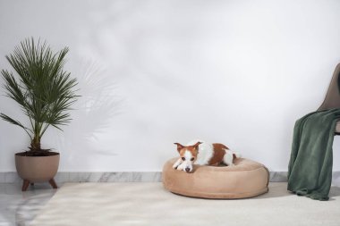 Bir Jack Russell teriyeri yapraklı bir saksı bitkisinin yanında yuvarlak bir köpek yatağında yatıyor. Sakin beyaz alan huzurlu bir atmosfer sağlıyor..