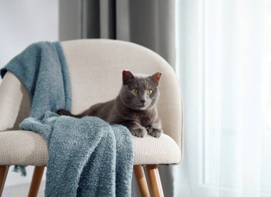 Gri bir kedi, yumuşak gün ışığıyla çevrili mavi bir battaniyeyle bir sandalyenin kenarında dinlenir. Davranışları sakin ve sakin..