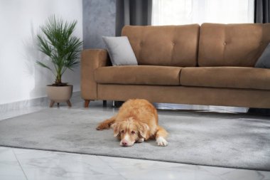 Bir Nova Scotia Duck Tolling Retriever kahverengi bir kanepenin önünde açık gri bir halıya uzanır. Sıcak tonlu oturma odası hafifçe aydınlatılmış..