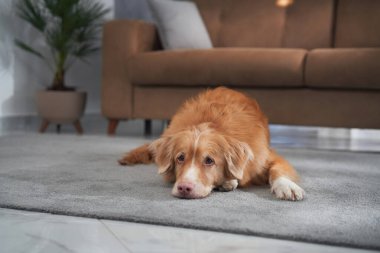 Bir Nova Scotia Duck Tolling Retriever başı koltuğun yanındaki gri bir halıya uzanmış yatıyor. Rahat köpek bu yumuşak yerde sakin görünüyor..
