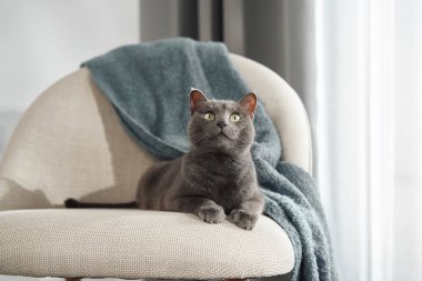 Gri bir kedi bej renkli, mavi bir atışıyla modern bir sandalyeye sakince oturur. Sahne yumuşak doğal ışıkla yıkanır..