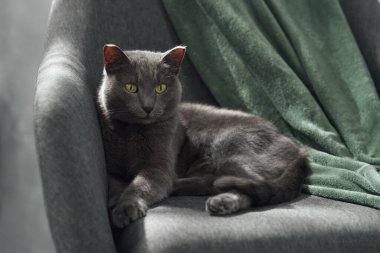 Gri bir kedi gri bir sandalyeye yerleştirilmiş yeşil bir fırlatma üzerinde uzanır. Doğal ışık kedi kürkünü ve huzurlu ruh halini geliştirir..