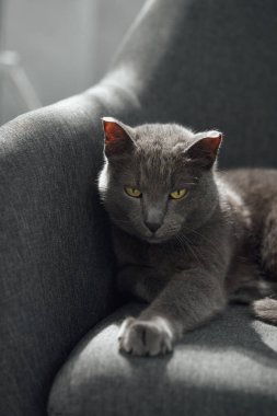 Gri bir kedi koltuğa dik oturur, gözleri odaklıdır. Yumuşak tonlar ve ışık onun duruş ve farkındalığına dikkat çeker..