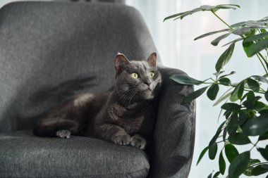 Gri bir kedi yapraklı bir bitkinin yanında yumuşak gri bir koltukta topa kıvrılır. Doğal zemin, kapalı mekan sahnesine tazelik katar..