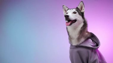 Mor kapüşonlu bir Husky, eğimli pembe ve mavi bir arka plana şakacı bir şekilde bakar. Sahne, eğlenceli ve enerjik karakterini vurgular..