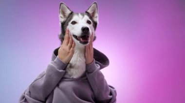 Mor kapüşonlu bir kapüşonlu köpek yavrusu iki pençesiyle yüzünü pembe ve mavi bir renge karşı tutar. Düşünceli ve nazik ifadesini sergilediği an.