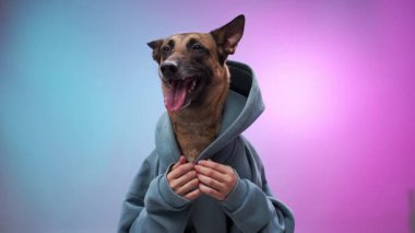 Kapüşonlu Malinois köpeği, yumuşak pembe ve mavi bir arka plana garip bir şekilde bakıyor. Görüntü onun meraklı ve dost canlısı doğasını yakalıyor..