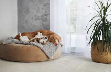 Her iki köpek de aynı yatağa kıvrılmış, güneşli bir yerde sessizce dinleniyor..