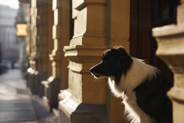 Bir sınır çobanı tarihi bir şehir binasının yanında dikilirken dikkatlice uzaklığa bakar. Sıcak güneş ışığı, mimari arkaplana karşı köpeğin zarif profilini vurguluyor.