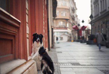 Kentteki tarihi bir binanın kapısında bir çoban köpeği oturuyor. Köpek varlığı klasik mimariye ve sokak sahnesine cazibe katıyor..