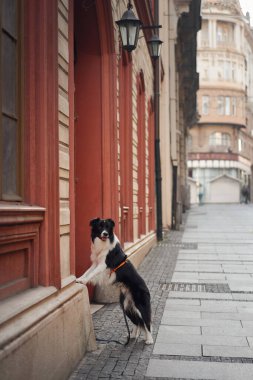 Bir sınır çobanı, mimari cazibeyle dolu canlı bir şehir caddesinde poz verir. Sıcak ışık ve kentsel atmosfer köpeğin zarif davranışını vurgular..