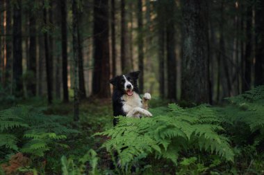 Bir Border Collie, sakin bir orman açıklığında eğreltiotlarıyla çevrili yoğun bir yeşillikte sessizce dinlenir. Sakin ortam, köpeğin sakin ve sakin tavrını vurguluyor..
