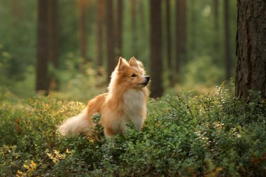Bir Collie, yoğun yapraklarla çevrili yeşil bir ormanda güvenle duruyor. Huzurlu çevre, köpeğin zarafetini ve güzelliğini vurgular..