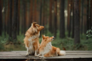 Uzun ağaçlar ve yeşilliklerle çevrili sakin bir ormanda birlikte oturan iki Collie. Barışçıl ortam, doğayla olan bağlantılarını vurguluyor..