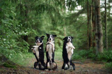 Sınır köpekleri bir grup uzun ağaçlarla çevrili bir ormanda numaralar yapıyor. Dinamik pozlar, sakin ortama enerji katıyor..