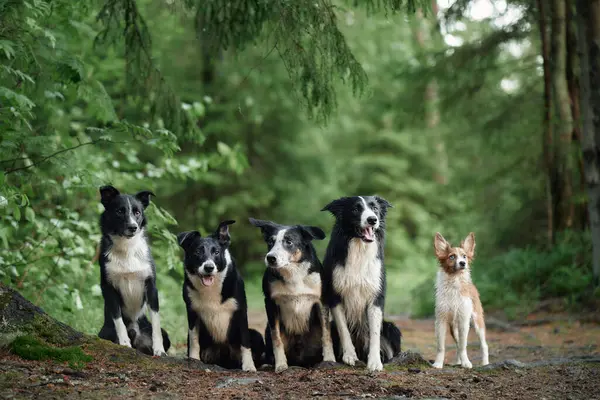 Bir grup Sınır Köpeği yeşilliklerle çevrili sakin bir ormanda birlikte oturuyorlar. Sakin ortam, onların sakin ve özenli ifadelerini vurguluyor..